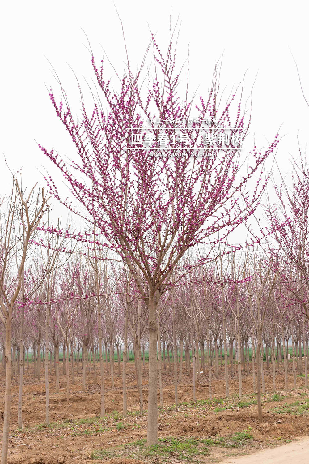 3.18“四季春一号”- 紫荆树